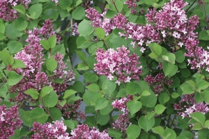 Syringa (Lilac) 'Bloomerang Dwarf Dark Purple' 